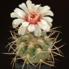 Gymnocalycium_spegazzinii